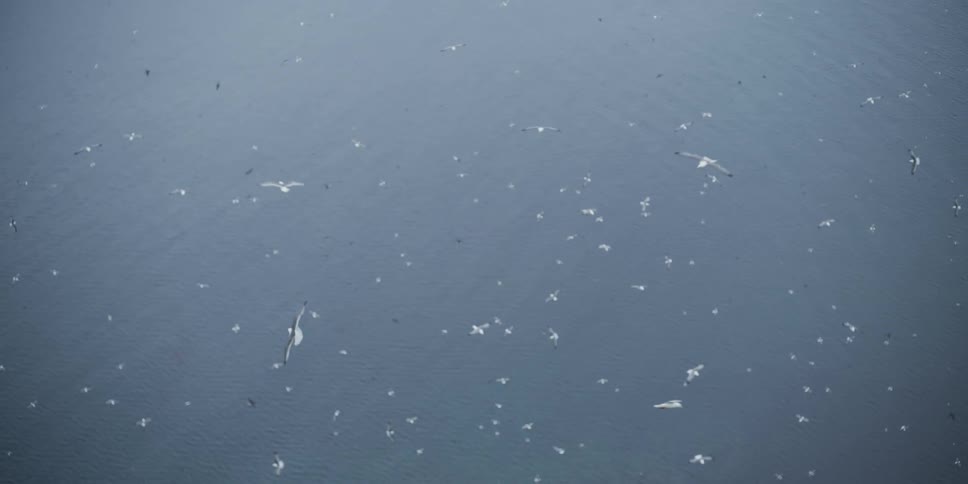 A slow-motion, top-down view gradually focuses on a large flock of seagulls flying over the serene ocean