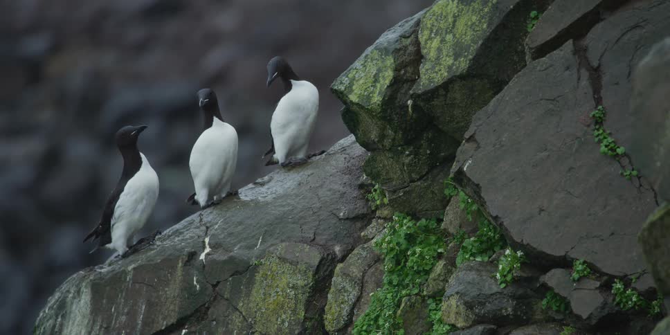 A trio of black and white Common Murres stand together on a rocky, moss-covered cliff during a light rain