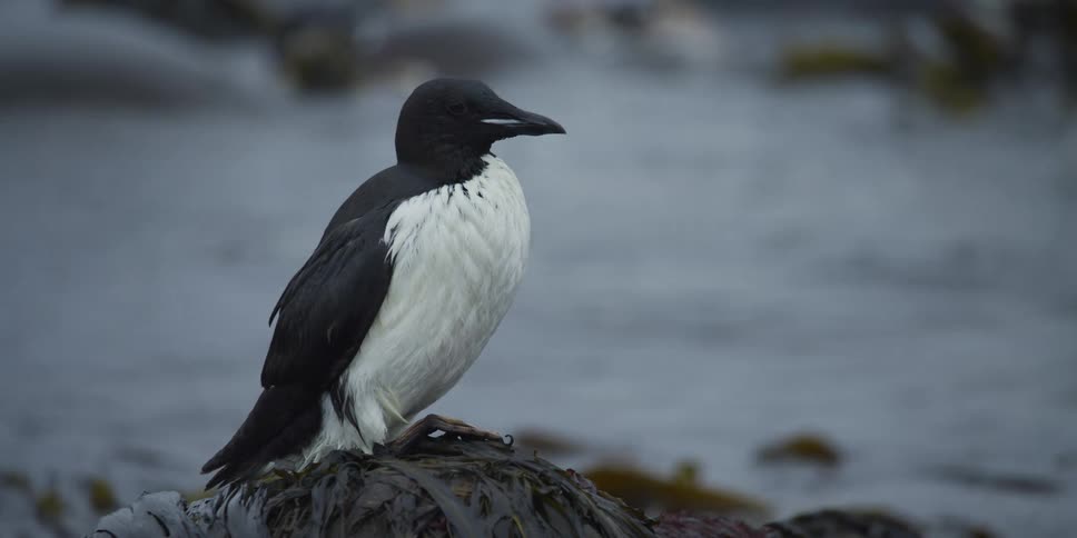 A common guillemot seabird perches on a seaweed-covered rock by the calm ocean