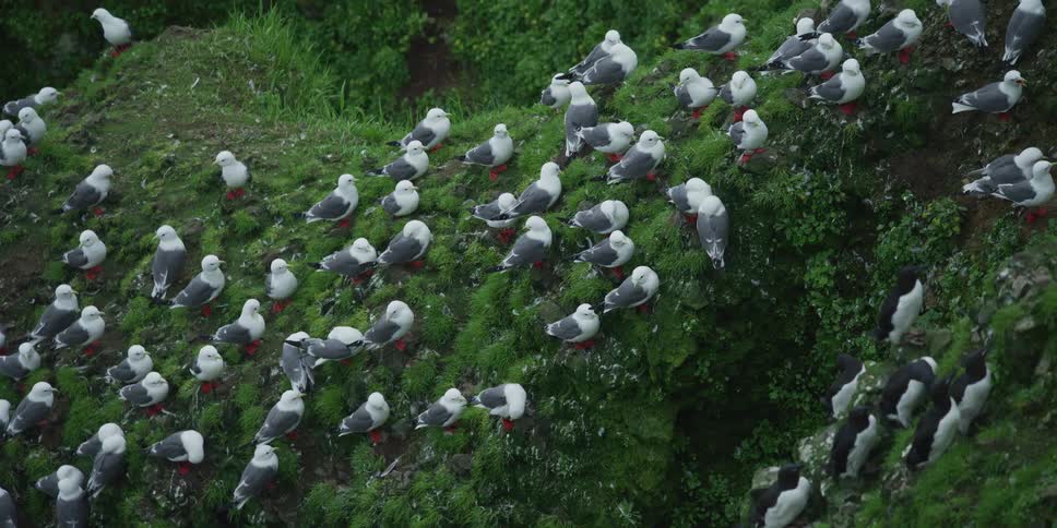 Dozens of seabirds, including red-legged kittiwakes, nest together on a lush green cliff face in a large colony