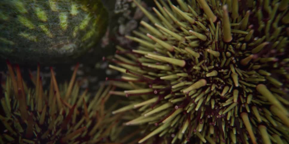 A close-up pan reveals a vibrant chiton, a snail, and the moving spines of several sea urchins in a tide pool