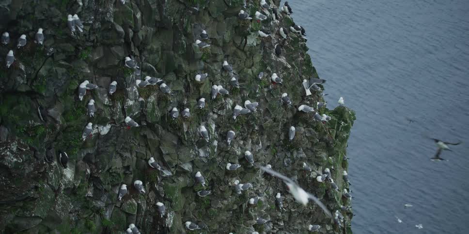 A massive flock of seabirds nests on a rugged, moss-covered cliff face overlooking the ocean as birds fly past in slow motion
