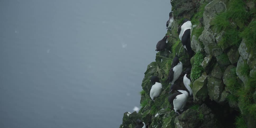 A colony of guillemots huddles together on a steep, mossy cliffside high above the ocean as other seabirds fly by