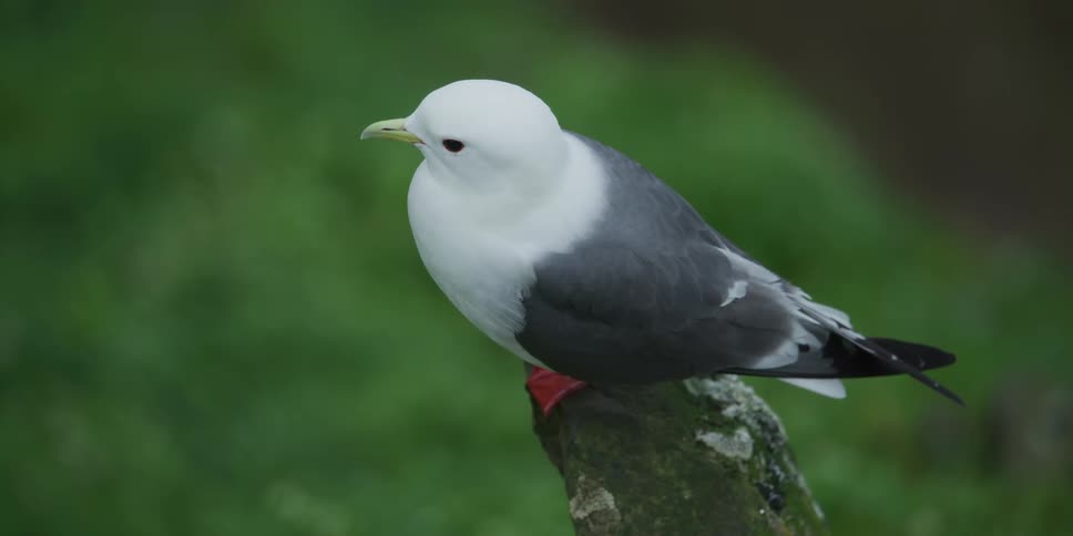 A beautiful Red-legged Kittiwake with a white head and grey wings perches on a mossy rock