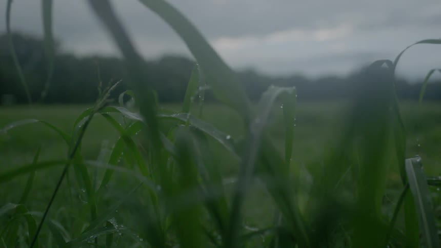 Close up of grass blades on a cloudy day
