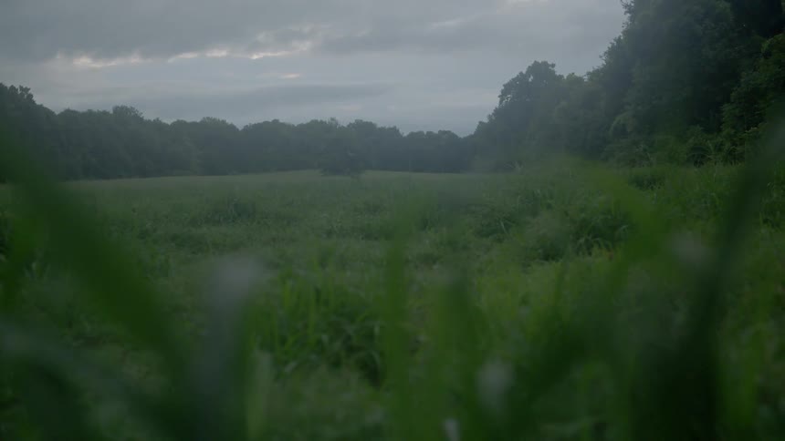 A person walks across a grassy opening on a cloudy day