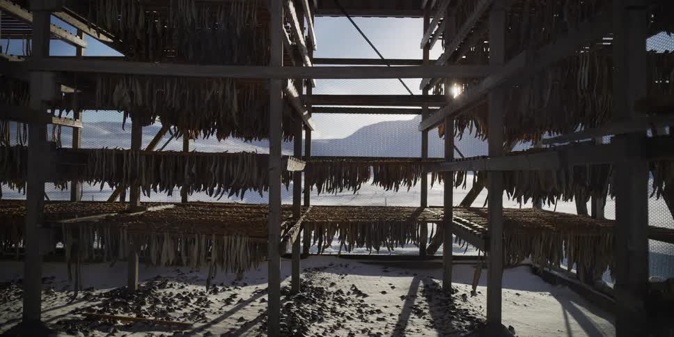 A timelapse shows shadows moving across traditional stockfish drying on racks in a snowy, sunlit landscape