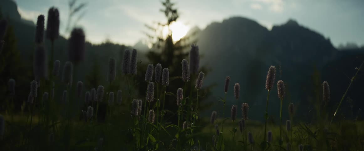 Purple wildflowers sway gently in a mountain meadow as the sun sets behind a silhouetted pine tree and distant peaks