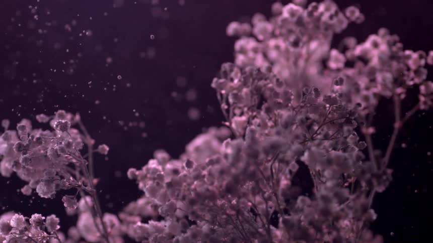 Flowers have a dark light on them