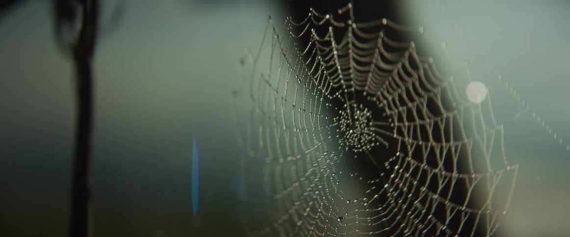 A delicate spider web covered in glistening morning dew drops gently sways in the soft light