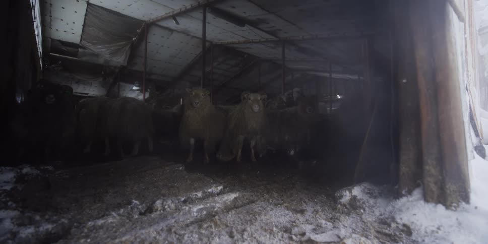 Camera moves from a fierce, blowing snowstorm into a dark barn where a flock of sheep shelters from the cold