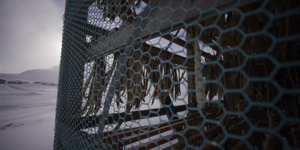 Dried fish hang on racks inside a wire mesh enclosure in a vast, snowy landscape under a cold sun