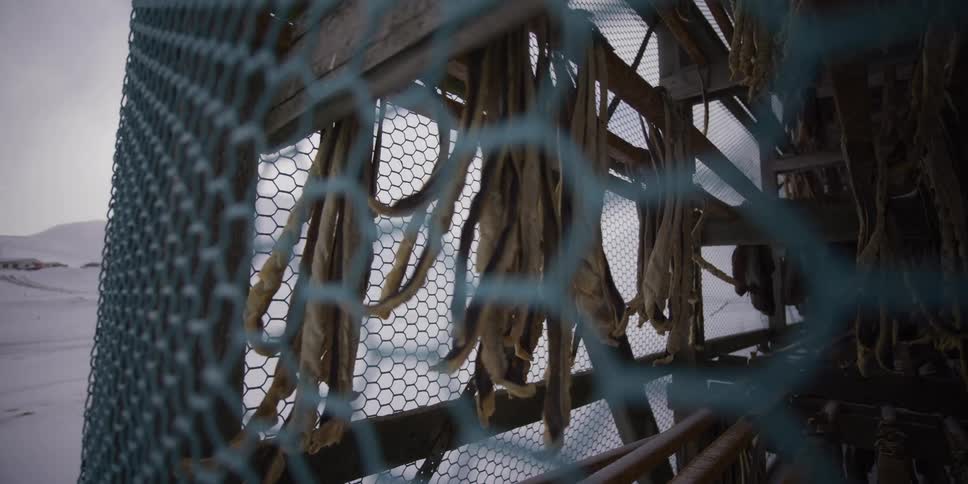 Slow motion shot of Icelandic stockfish hanging on wooden racks to dry in the cold winter air, viewed through a wire fence