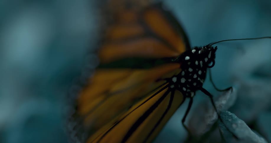 Slow motion capture of a monarch spreading its wings