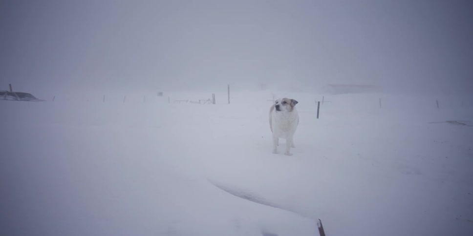 A lone dog stands stoically in the middle of a field during a heavy blizzard with whiteout conditions