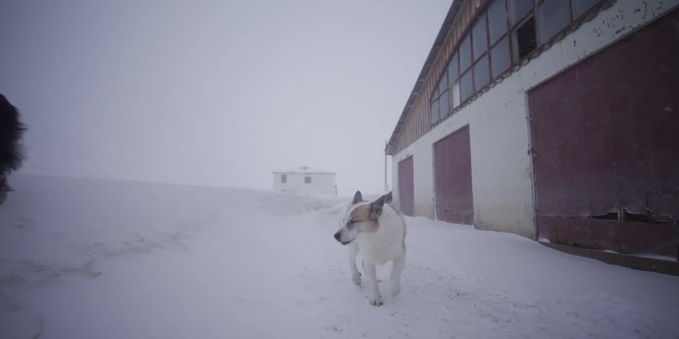 Two dogs standing outside a barn during a winter snowstorm in dramatic slow motion