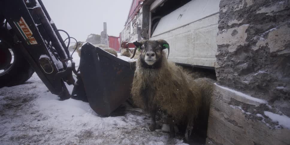 A long-haired ram with horns stands inquisitively in the falling snow on a farm before lying down to rest