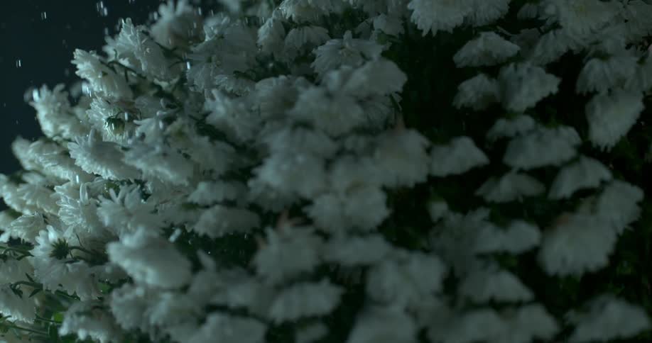 Water droplets are falling on white flowers