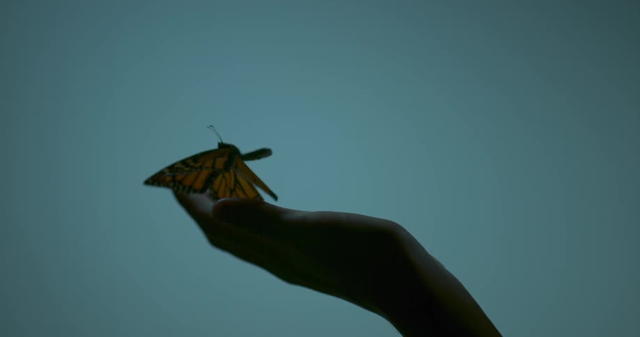 A hand holds a butterfly as it flaps its wings and flies away