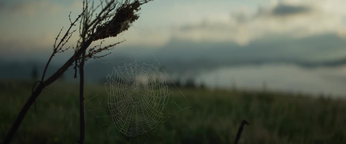 A delicate spiderweb covered in glistening dew drops sways in a gentle breeze in a misty meadow at dawn