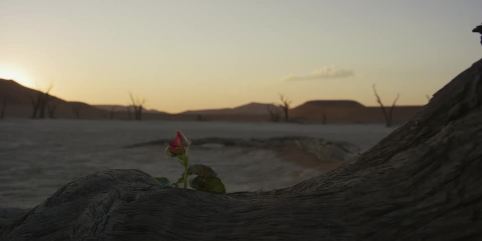 A single pink rose bud emerges from a dead tree root in a barren desert, symbolizing hope and resilience at sunset