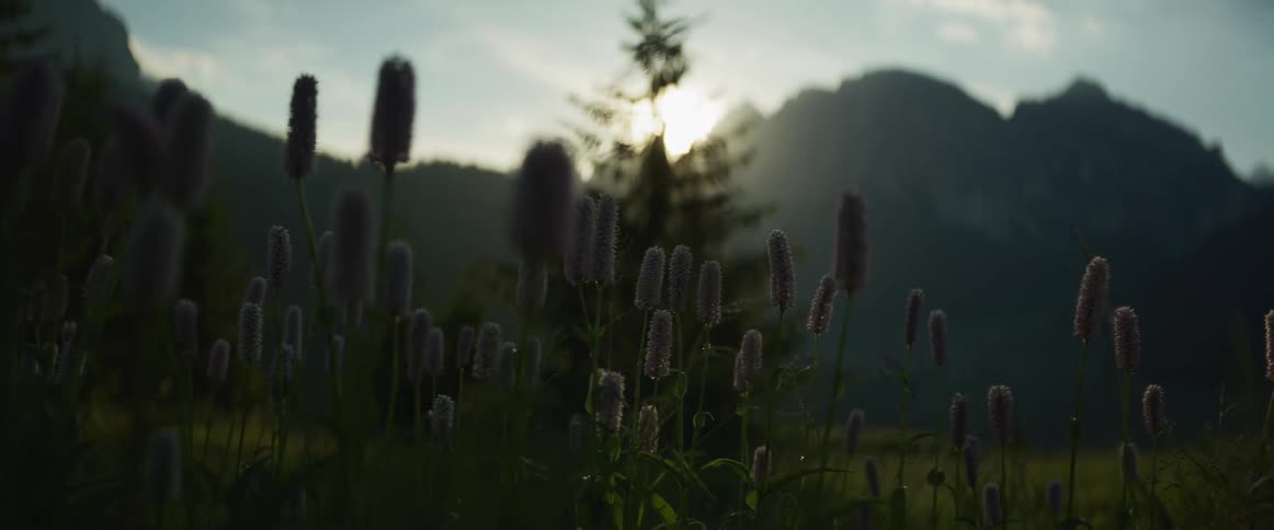 A serene close-up of wildflowers in a mountain meadow backlit by the beautiful golden hour sun