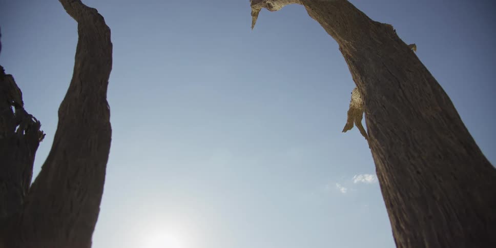 A slow dolly shot moves forward between two large, silhouetted dead trees against a bright, sunlit blue sky