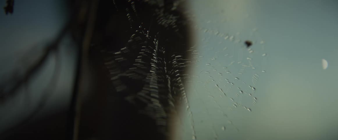 A macro view captures a dewy spiderweb being violently shaken and destroyed