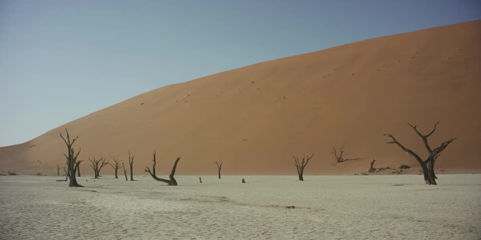 Dead camel thorn trees stand starkly against the white clay pan of Deadvlei, with a massive orange sand dune rising behind them in the Namibian desert