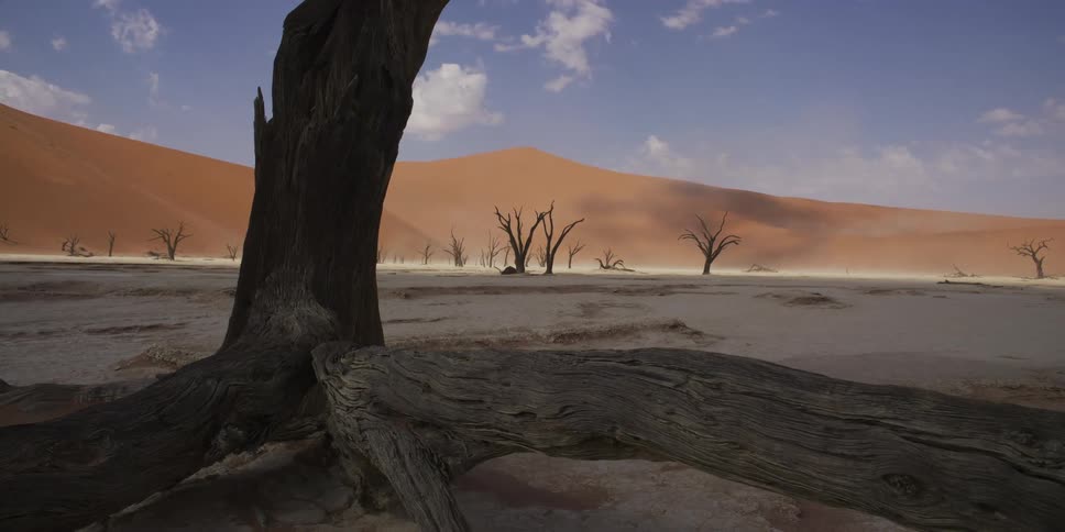 A tracking shot moves past the base of an ancient, dead tree in a barren desert with orange dunes in the background