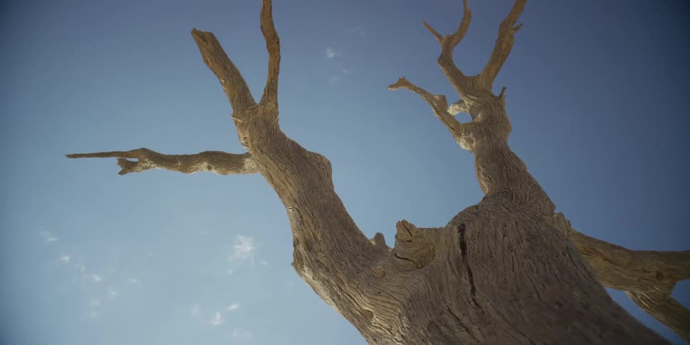A slow pull-back shot reveals the gnarled, weathered branches of a dead tree against a vast, clear blue sky