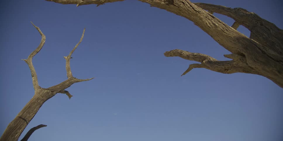 A slow pan across the weathered branches of a dead tree against a clear, deep blue sky