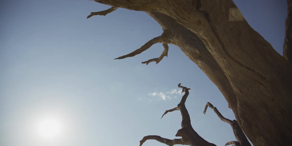 The barren, gnarled branches of a dead tree are silhouetted against the bright sun and a clear blue sky