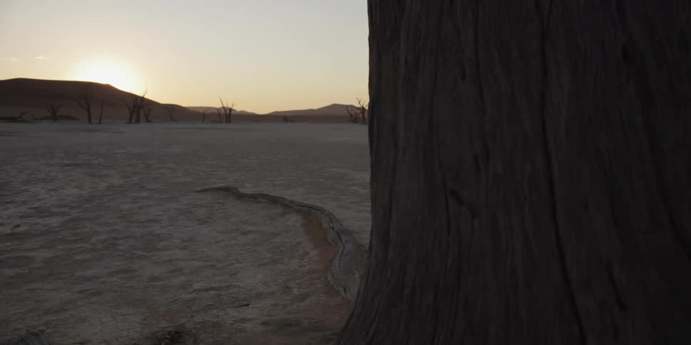 In a vast, desolate desert landscape with dead trees, a slow dolly shot reveals a single red flower blooming by a tree's roots, symbolizing hope and life