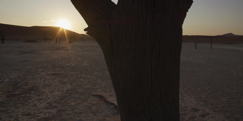 A silhouetted dead tree stands in a cracked desert plain as the camera slowly tilts up its trunk during a golden sunset