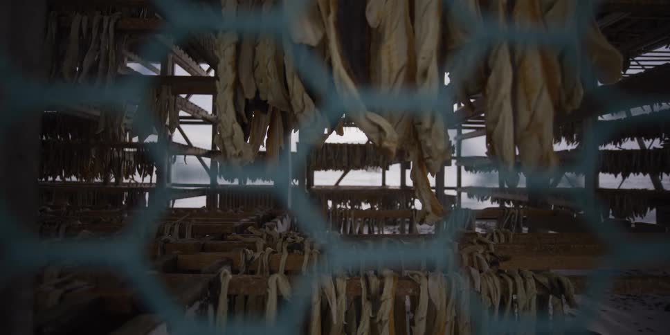 Slow pan through a fence revealing countless rows of cod fillets drying on wooden racks at a fish factory