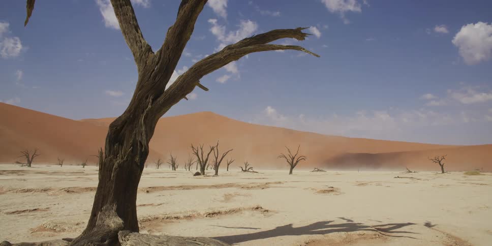A slow dolly shot moves past a dead camel thorn tree in the barren landscape of Deadvlei, Namibia, with large orange sand dunes in the background