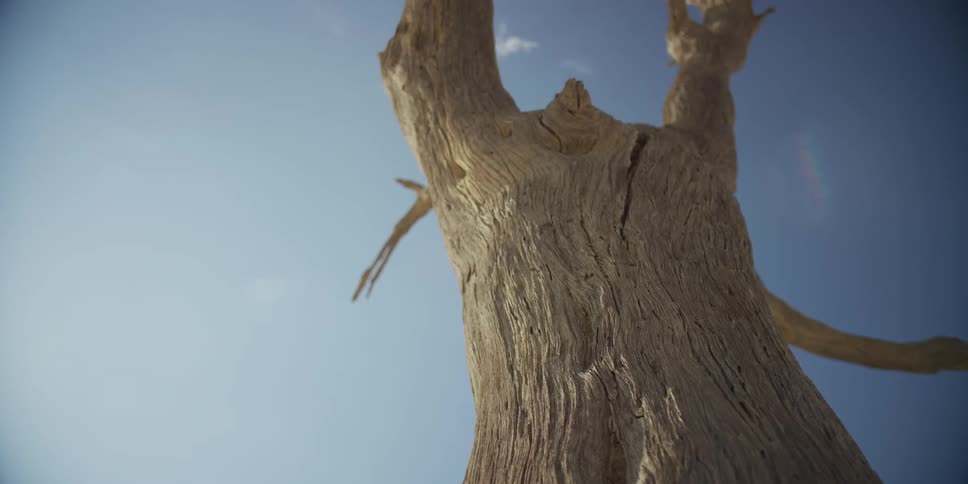 A majestic dead tree with weathered bark stands tall against a bright blue sky in a sunny, dry landscape
