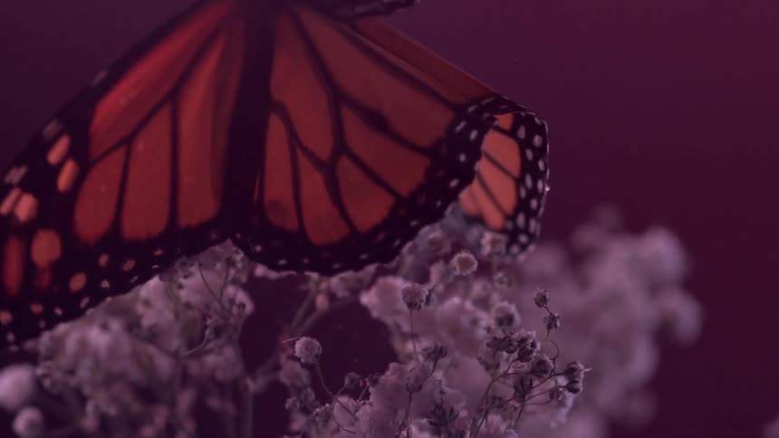 A monarch butterfly with a purple backdrop takes off gracefully