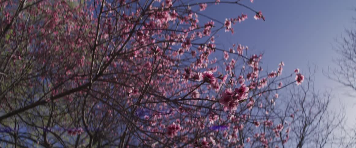 Sun-kissed pink cherry blossoms bloom on delicate branches, with a slow dolly forward revealing their beauty against a brilliant blue sky