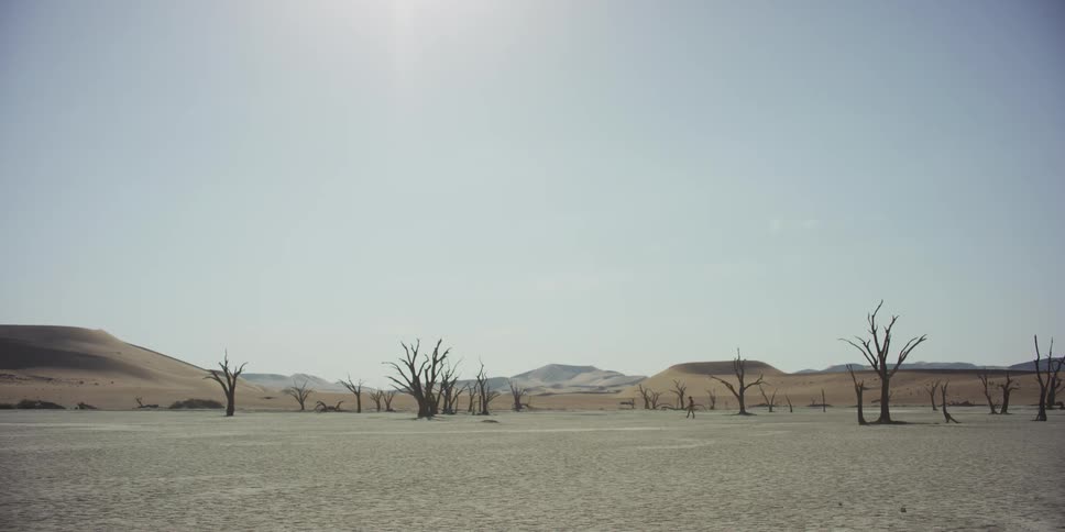 A lone person walks across a barren desert pan dotted with ancient dead trees, with large sand dunes in the background