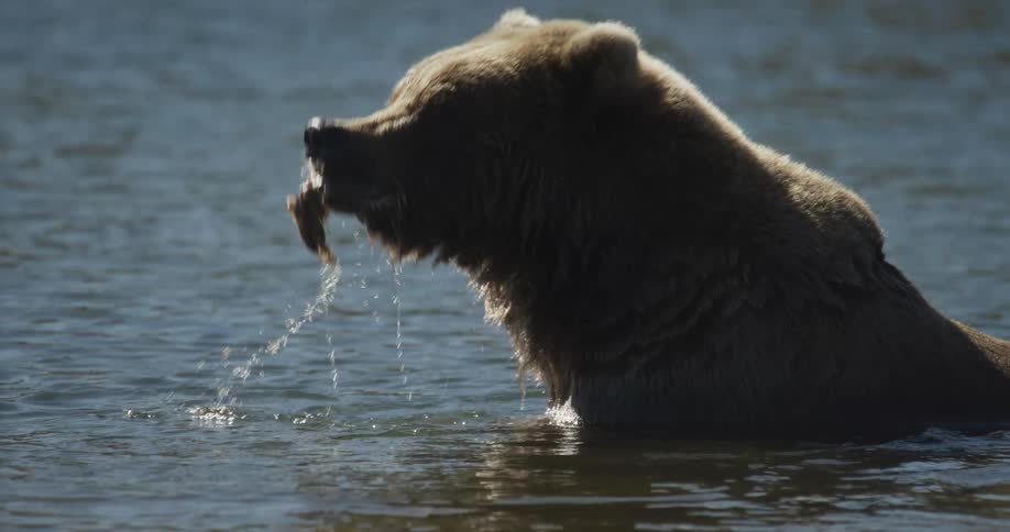 Slow motion close up of a backlit Grizzly Bear eating a freshly caught fish in a river
