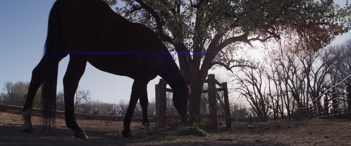 A silhouetted horse grazes peacefully in a pasture under a large tree with the sun shining in the background