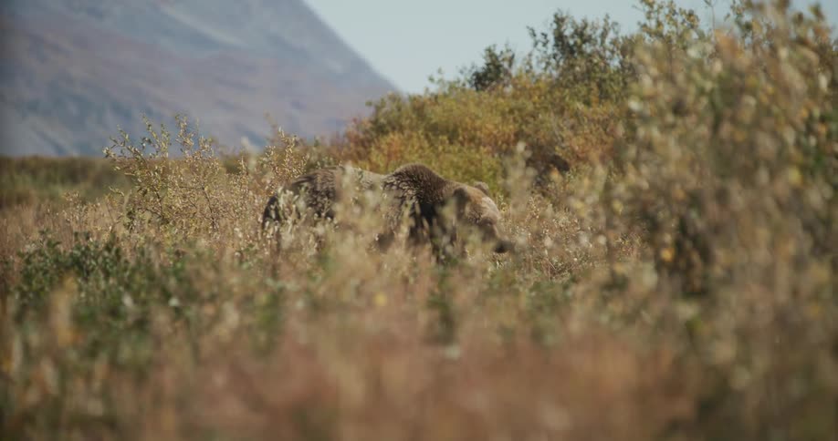 A large grizzly bear forages for food in a grassy field with mountains in the background on a sunny day