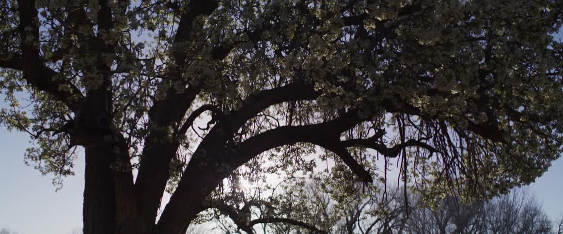 The sun peeks through the silhouetted branches of a large, blossoming tree on a hazy day