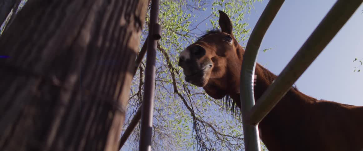 A comical horse looks down at the camera, licking its lips and drooling in slow motion