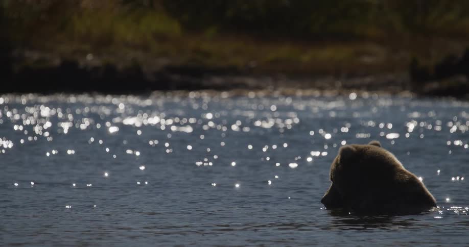 A majestic grizzly bear sits with its back to the camera, enjoying a meal in a beautiful sparkling river