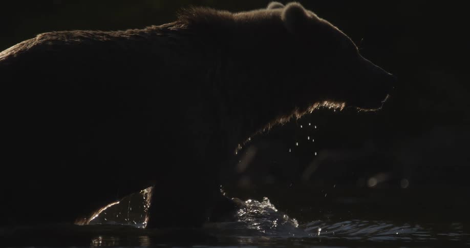 A majestic brown bear silhouetted against the light wades through a dark river and dips its head to drink in beautiful slow motion