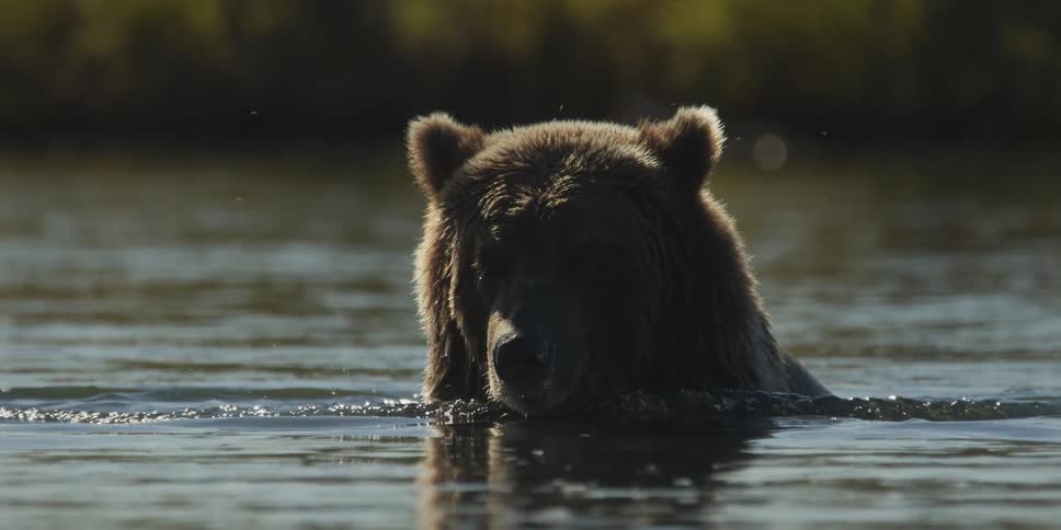 A backlit grizzly bear sits in a river looking directly at the camera in slow motion