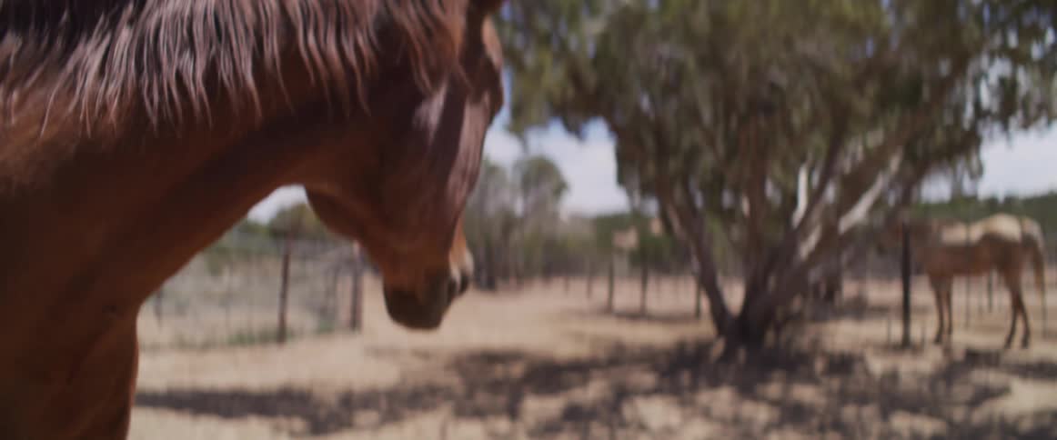 Extreme close-up slow-motion shot of a brown horse yawning in a dusty paddock